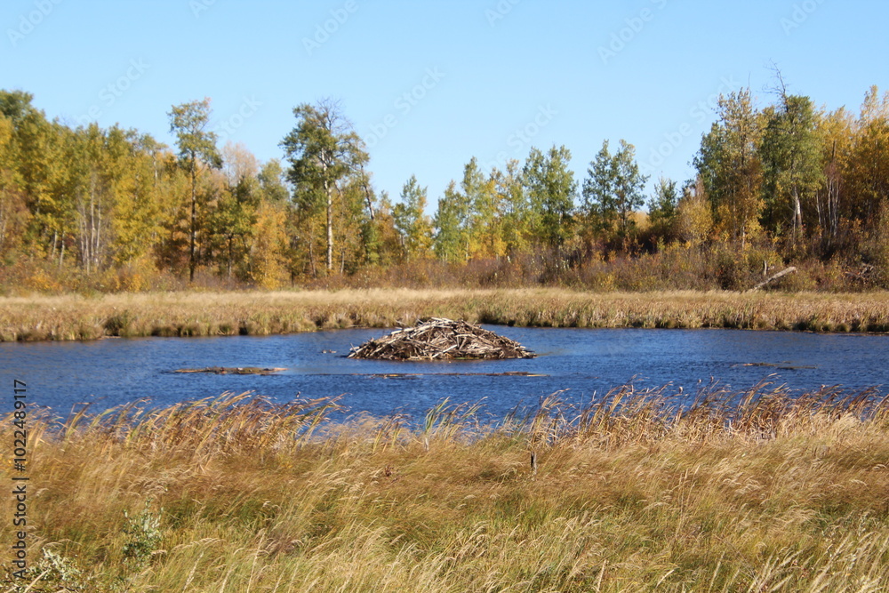 The Beaver Pond, Elk Island National Park, Alberta The Beaver Pond, Elk Island National Park, Alberta