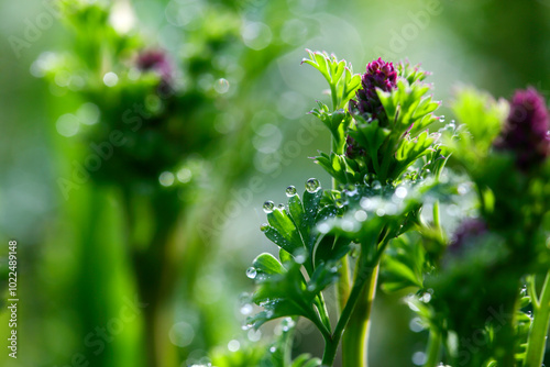 Morning dews hanging on the tip of wildflower leaves near Seogwipo-si, Korea photo