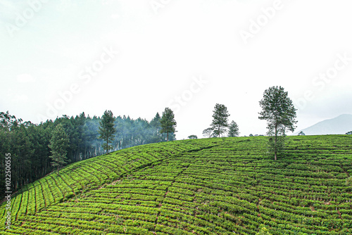 Tea plantation landscape in the Pangalengan area. photo