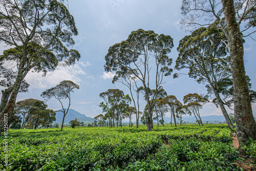 Tea plantation landscape in the Pangalengan area. photo