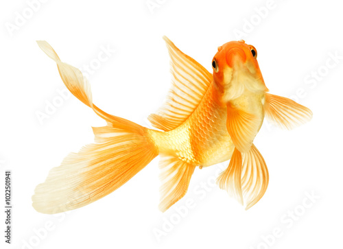 gold fish isolated on white
