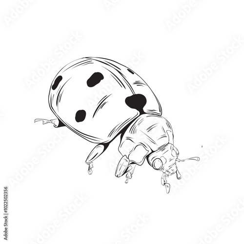 Hand drawn Ladybug isolated illustration eps