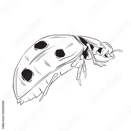 Hand drawn Ladybug isolated illustration eps