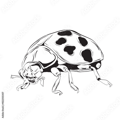 Hand drawn Ladybug isolated illustration eps