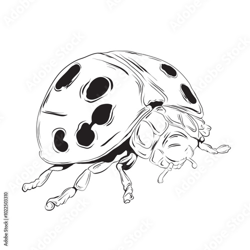 Hand drawn Ladybug isolated illustration eps