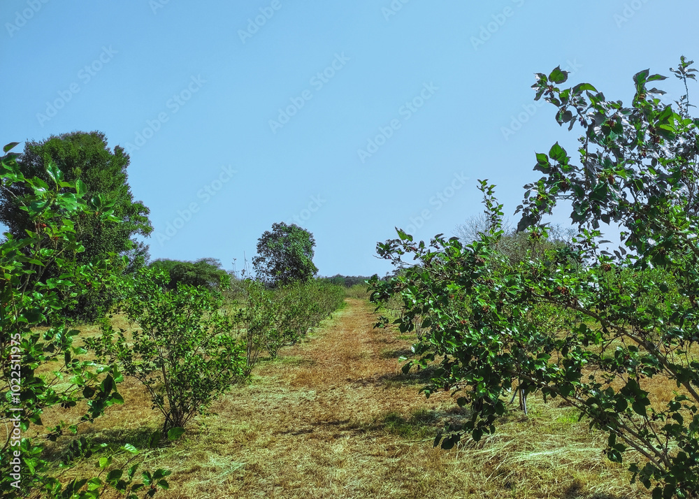 Mulberry tree cultivation. Fruit garden on sunny day. Organic healthy food. Mulberry tree cultivation. Fruit garden on sunny day. Organic healthy food.