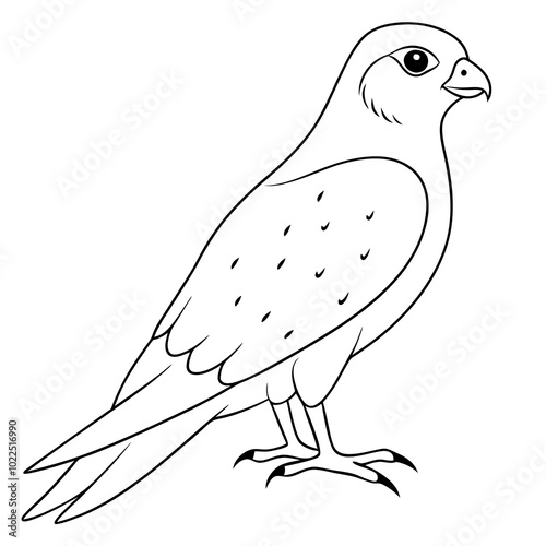 american-kestrel-sitting