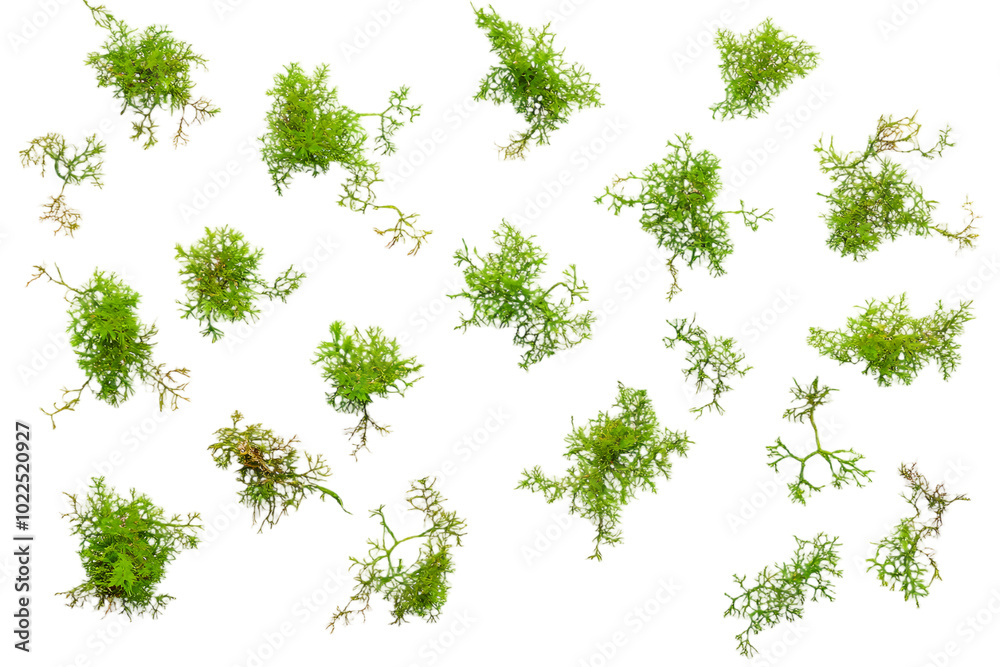 Green moss scattered, isolated on white background, top view, clipping Green moss scattered, isolated on white background, top view, clipping