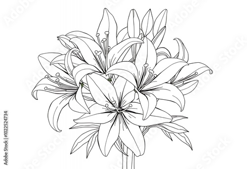 Wallpaper Mural Black and White Line Art Lily Flowers Bouquet Illustration Torontodigital.ca
