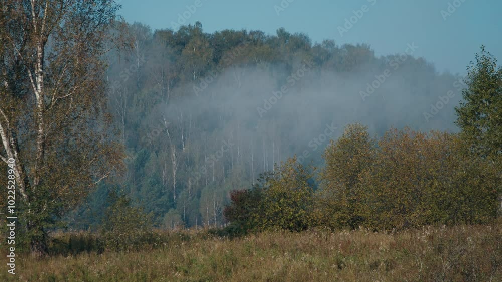 Calm view of the autumn forest with fog Calm view of the autumn forest with fog