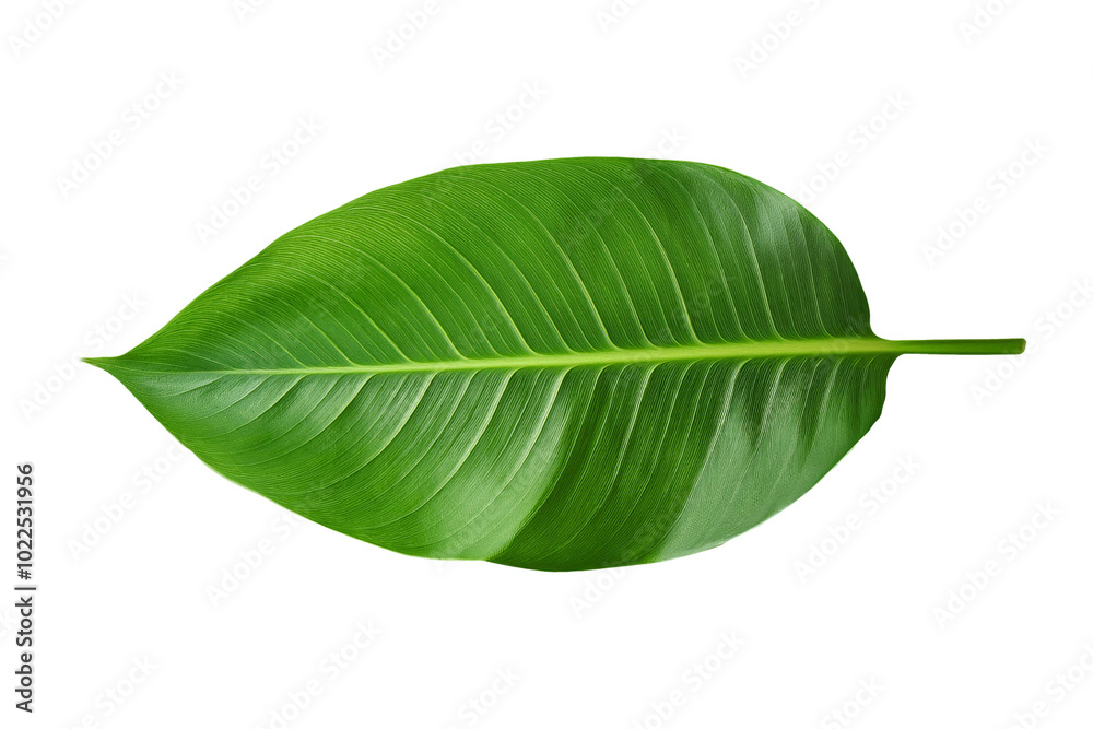 Fototapeta premium 3d green leaf isolated on transparent background