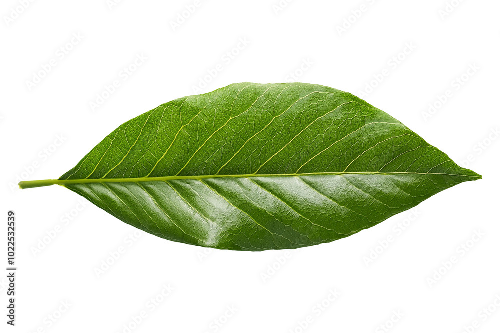 Obraz premium Green leaf on a transparent background