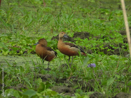 Lesser whistling duck