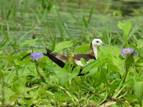 Pheasant-tailed jacana