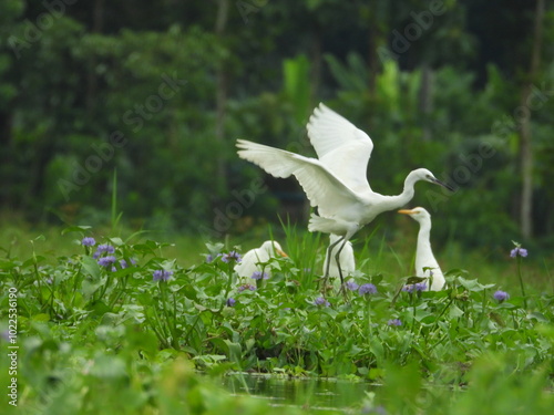 white stork in the grass