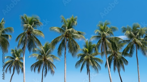 fronds tropical palm trees