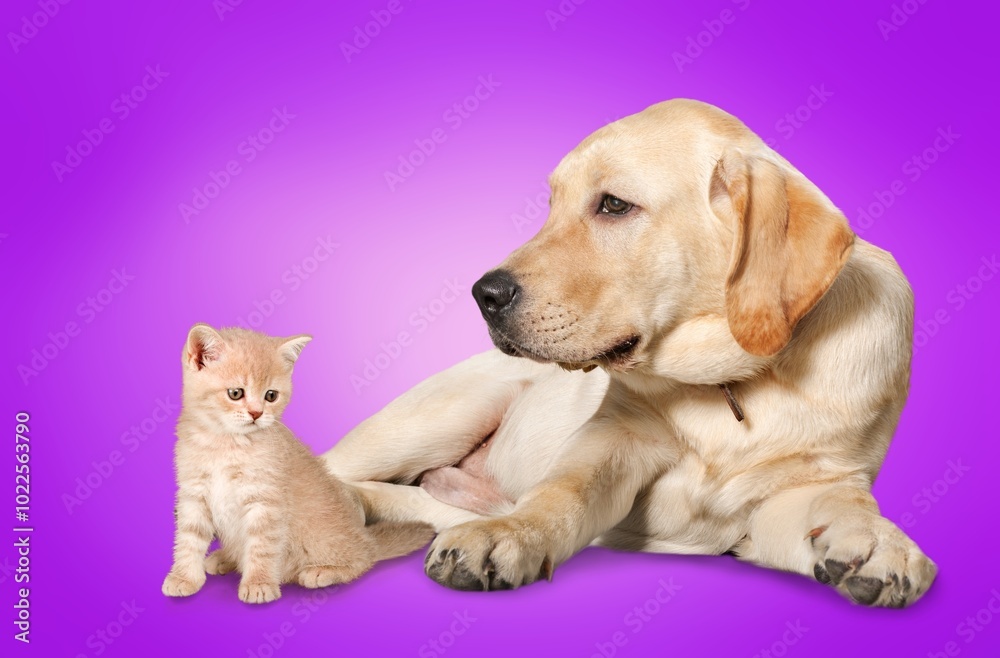Cute puppy and small kitten together Cute puppy and small kitten together