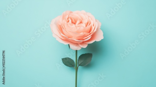 This elegant pink rose captures attention with its soft petals and vibrant hue, providing a serene aesthetic against a light blue backdrop