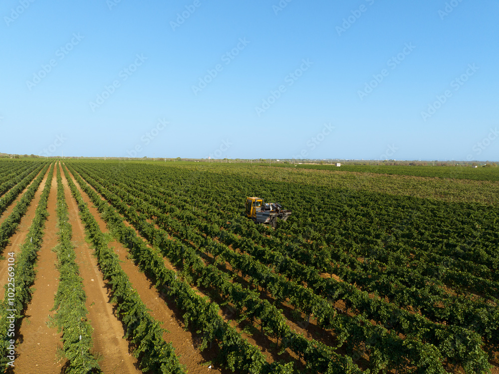 GRAPE HARVESTER WHILE HARVESTING IN AGRICULTURAL LAND IN MANDURIA IN PUGLIA, FROM ABOVE 2 GRAPE HARVESTER WHILE HARVESTING IN AGRICULTURAL LAND IN MANDURIA IN PUGLIA, FROM ABOVE 2