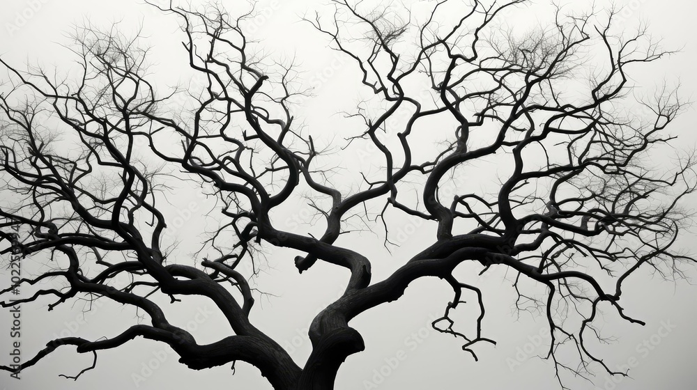 Obraz premium contrast black and white trees