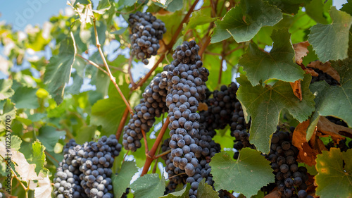 BUNCHES OF RIPE BLACK GRAPES ON THE PRIMITIVO DI MANDURIA VINEYARD, BEFORE BEING HARVESTED 8