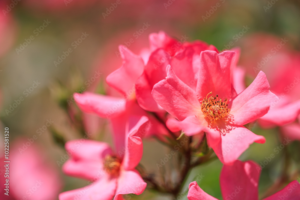 五月の薔薇 五月の薔薇