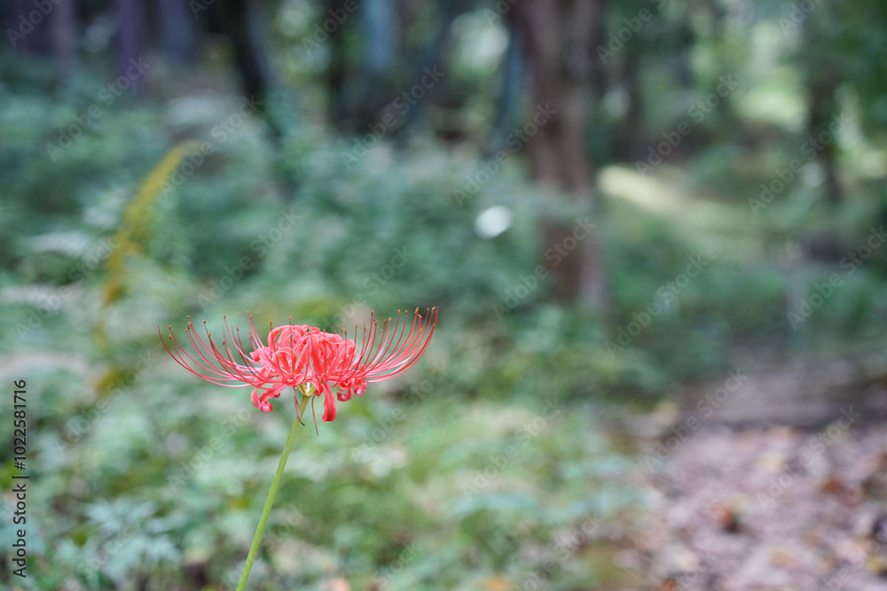 静かな森に咲く彼岸花 静かな森に咲く彼岸花