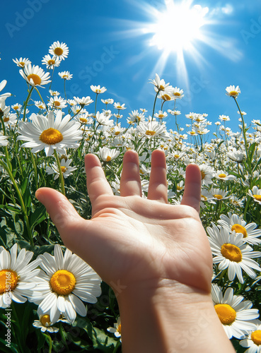 A hand reaches toward the sun amidst a vibrant field full of blooming daisies on a bright, clear day