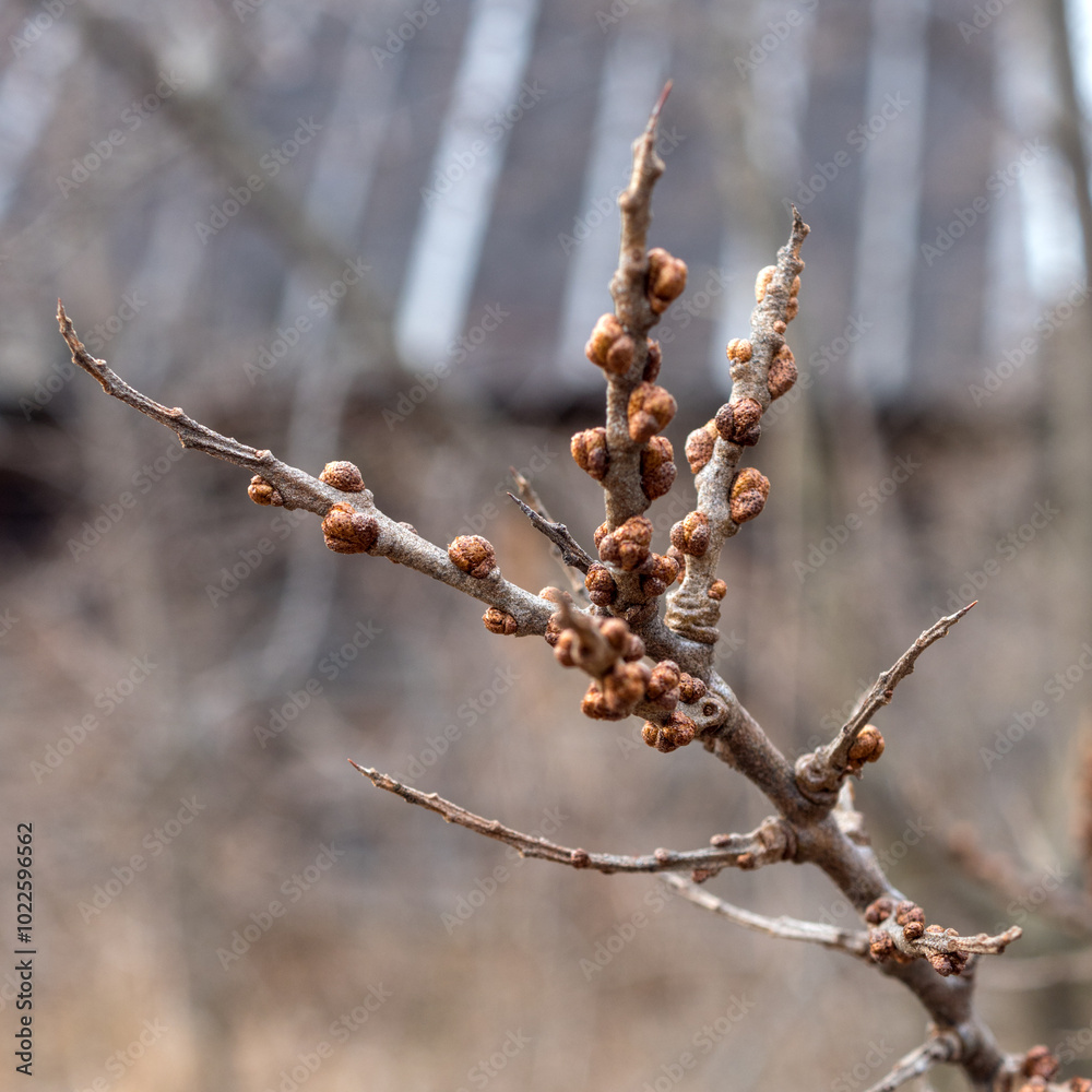 sea buckthorn branches with buds in spring sea buckthorn branches with buds in spring