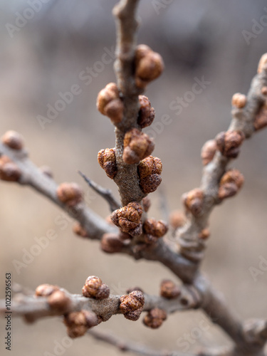 sea ​​buckthorn branches with buds close up