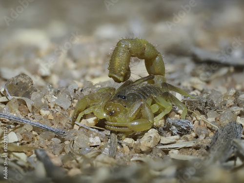 Skorpion photo