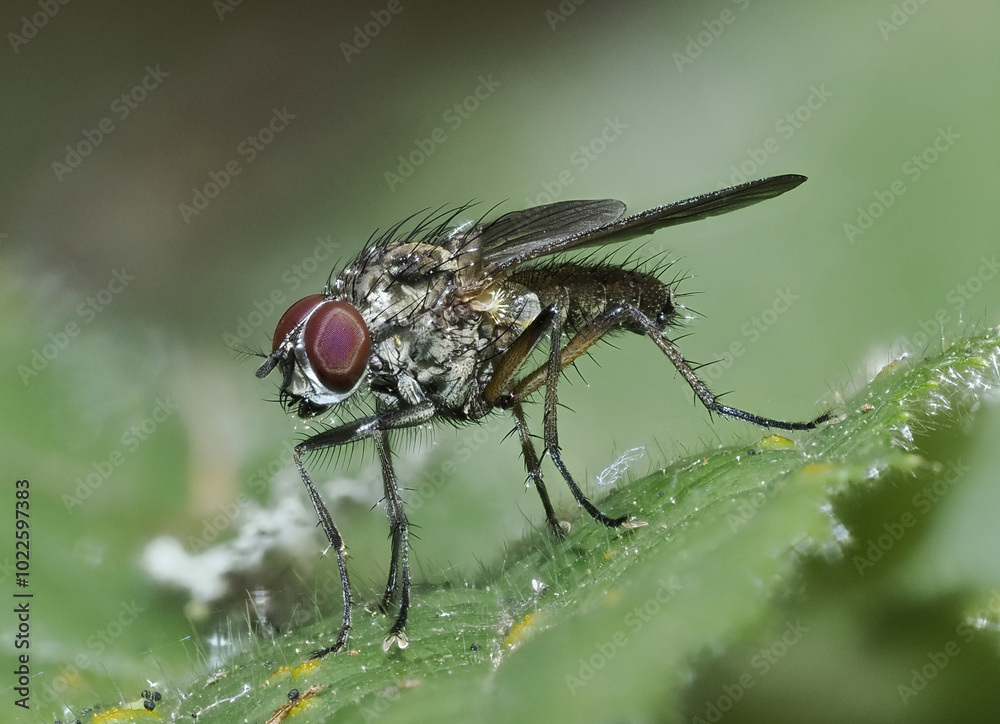 Blumenfliegen (Anthomyiidae) Blumenfliegen (Anthomyiidae)