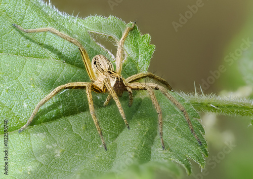 Canvas Print Listspinne (Pisaura mirabilis)