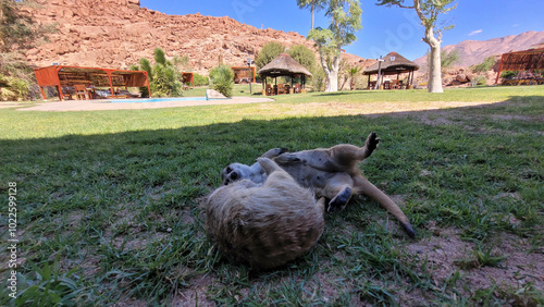 Erdmännchen (Suricata suricatta) photo