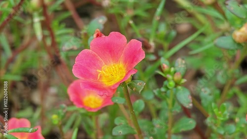 Portulaca umbraticola or wingpod purslane flower photo