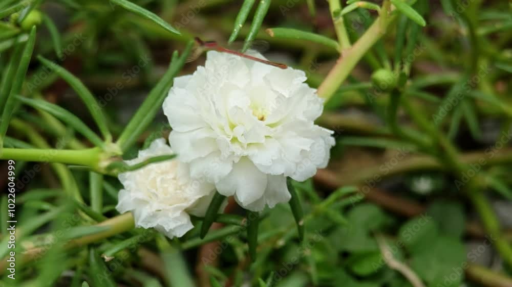 White purslane bloom in garden
White purslane bloom in garden