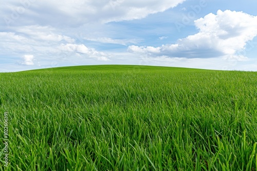 Vibrant green grass field under a blue sky with fluffy clouds. Fresh grass and green concept.