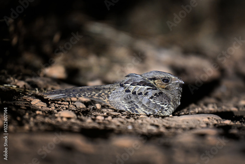 Pauraque Resting on the Ground in a Forest Clearing photo