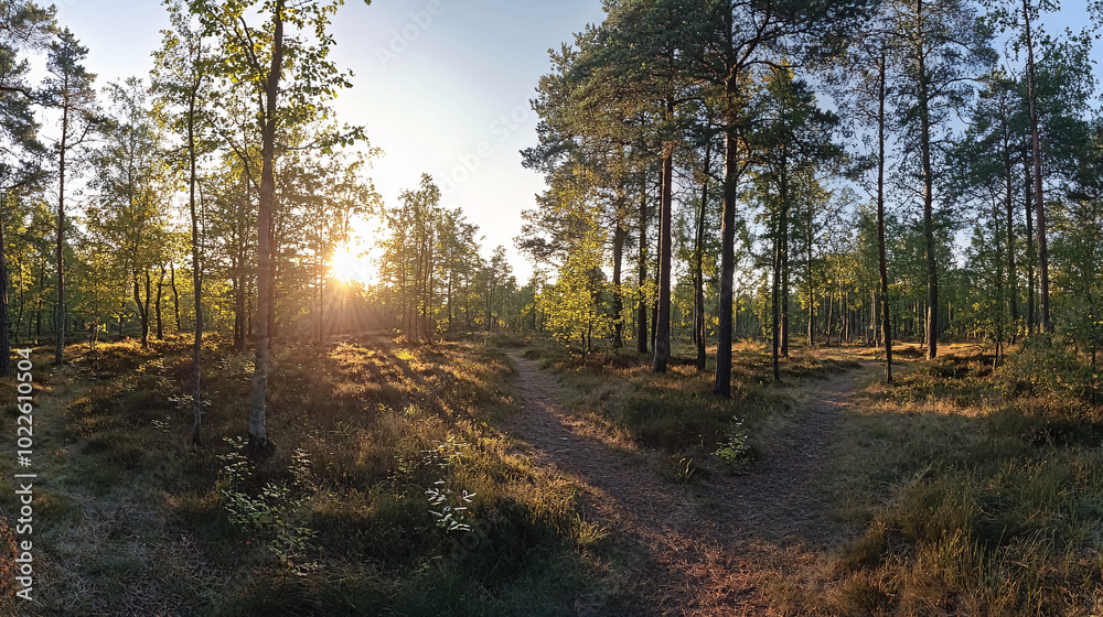 Wald Panorama mit Sonnenstrahlen: A panoramic forest view with sun rays streaming through the trees, creating a warm and inviting atmosphere.