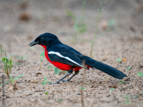 Rotbauchwürger (Laniarius atrococcineus)