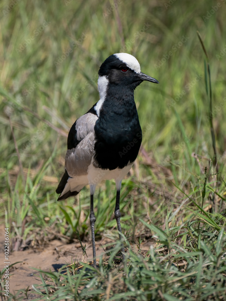 Waffenkiebitz (Vanellus armatus) Waffenkiebitz (Vanellus armatus)