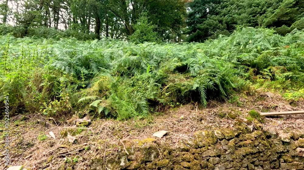 Wood Pile in Forest Clearing Wood Pile in Forest Clearing