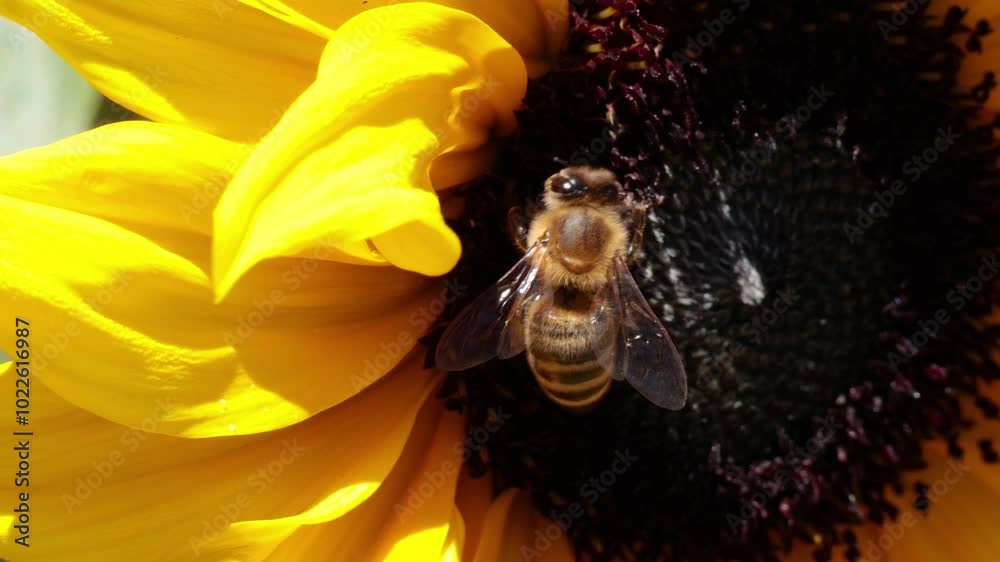 Bee Pollinating Sunflower in Piedmont Bee Pollinating Sunflower in Piedmont