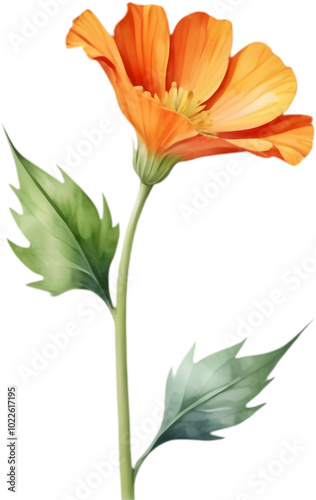 Eye-catching Geraea flower watercolor clipart for DIY projects.  photo