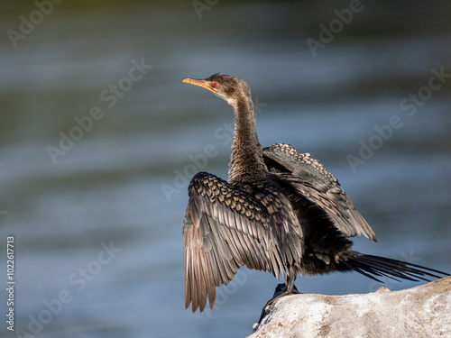 Riedscharbe (Microcarbo africanus)