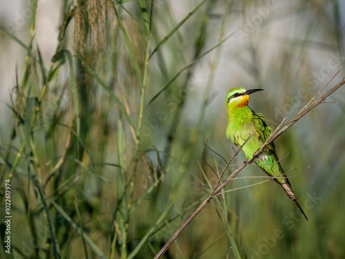 Weißstirnspint (Merops bullockoides) photo