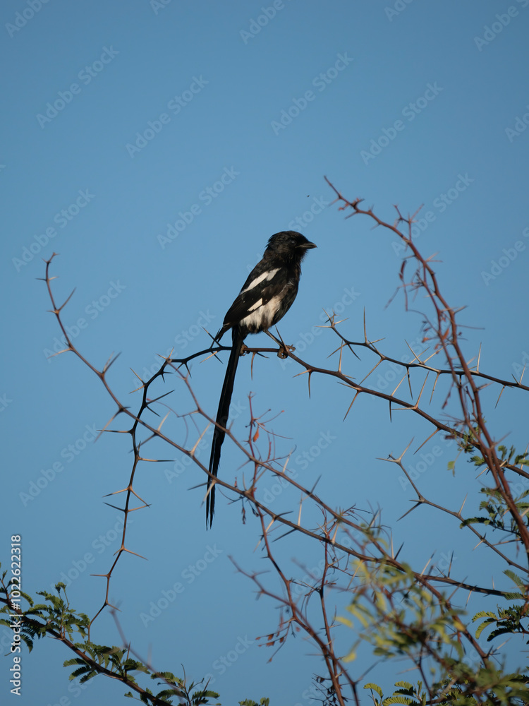 Elsterwürger (Lanius melanoleucus) Elsterwürger (Lanius melanoleucus)