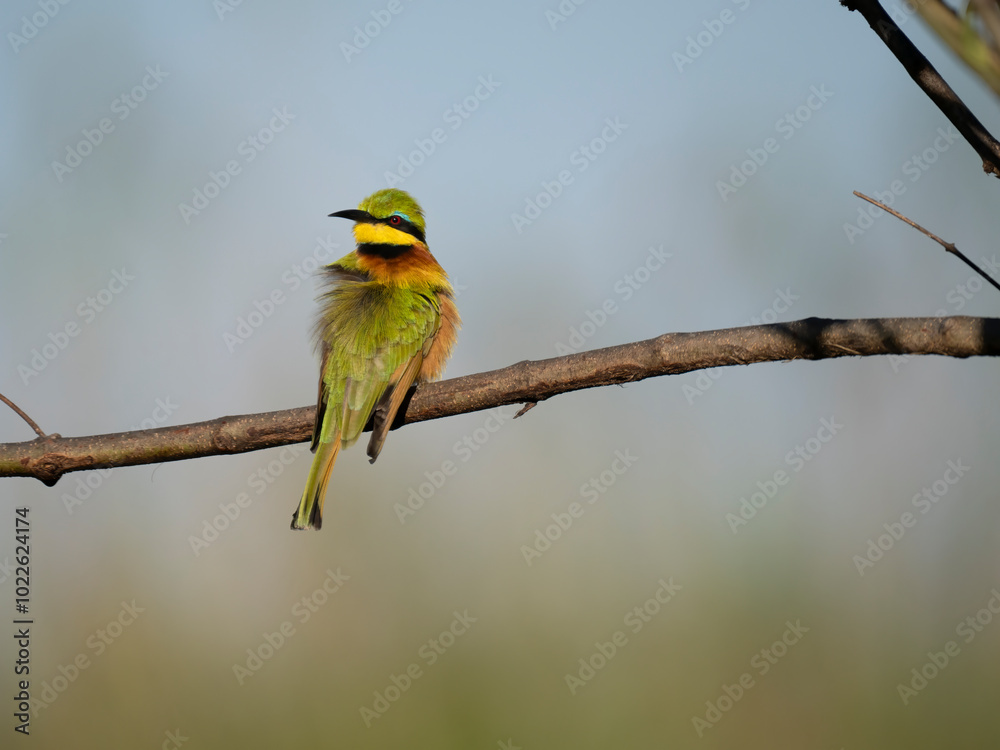 Zwergspint (Merops pusillus) Zwergspint (Merops pusillus)