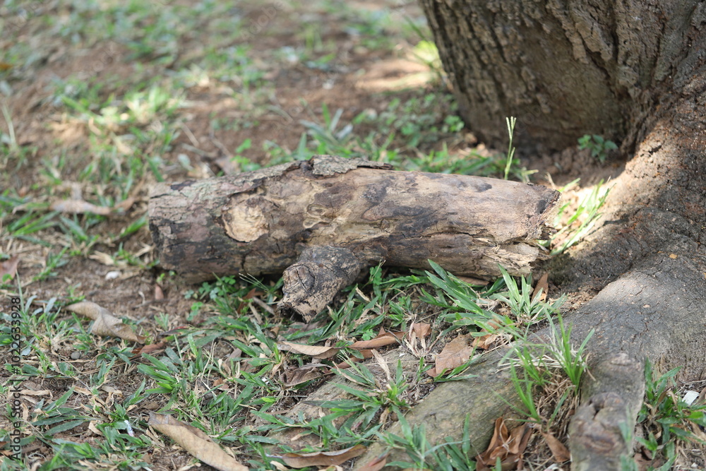 A close-up image of a fallen tree branch resting on the grass near a large tree trunk. The branch shows signs of decay and weathering, blending naturally with the earthy tones of the ground and grass. A close-up image of a fallen tree branch resting on the grass near a large tree trunk. The branch shows signs of decay and weathering, blending naturally with the earthy tones of the ground and grass.