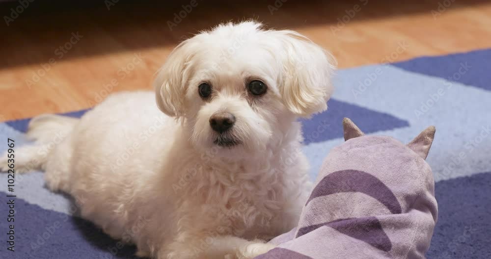 Cute white dog looking at the owner while lying on the carpet his toy. Cute white dog looking at the owner while lying on the carpet his toy.